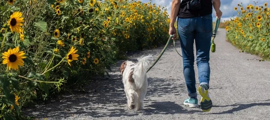 Smycz z amortyzatorem dla psa który ciągnie - uniknij bólu podczas spacerów